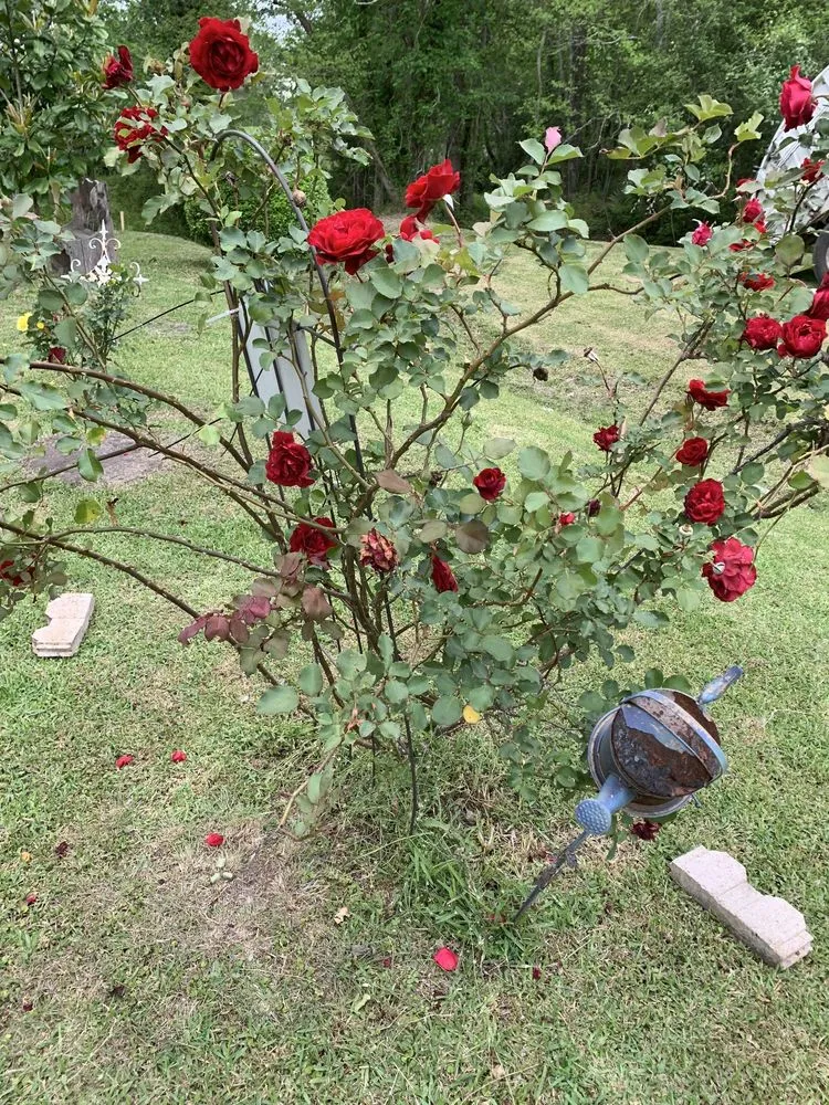 Affordable garden landscaping in Crosby, TX - Jose G Lawncare