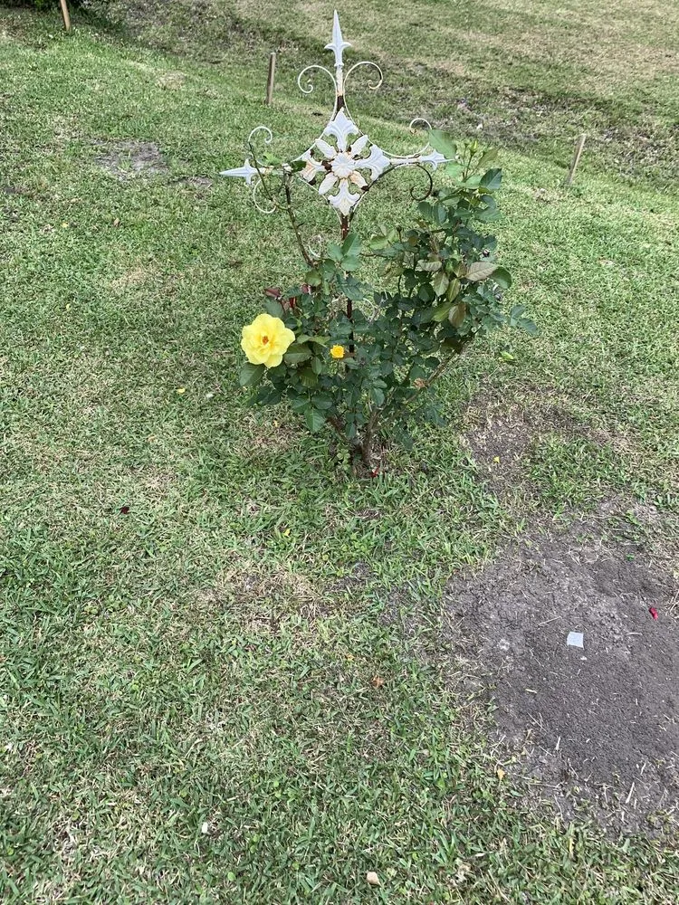 Top-rated landscape installation in Crosby, TX - Jose G Lawncare