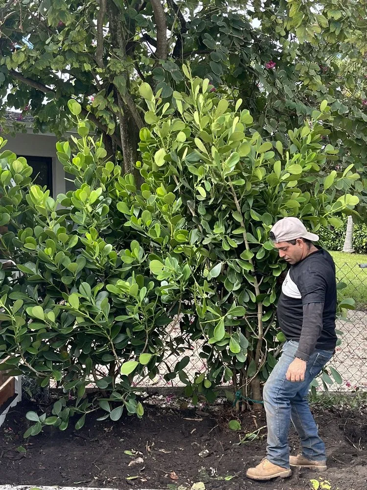 Expert outdoor landscaping with custom design in Homestead, FL by Jose G Mendoza Moreno