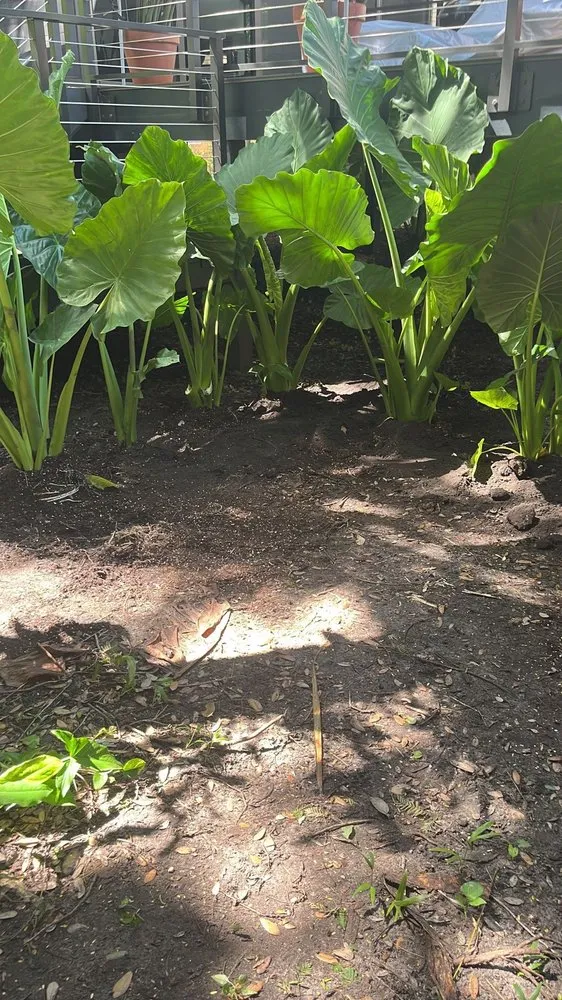 Top-rated garden landscaping experts serving Homestead, FL - Jose G Mendoza Moreno