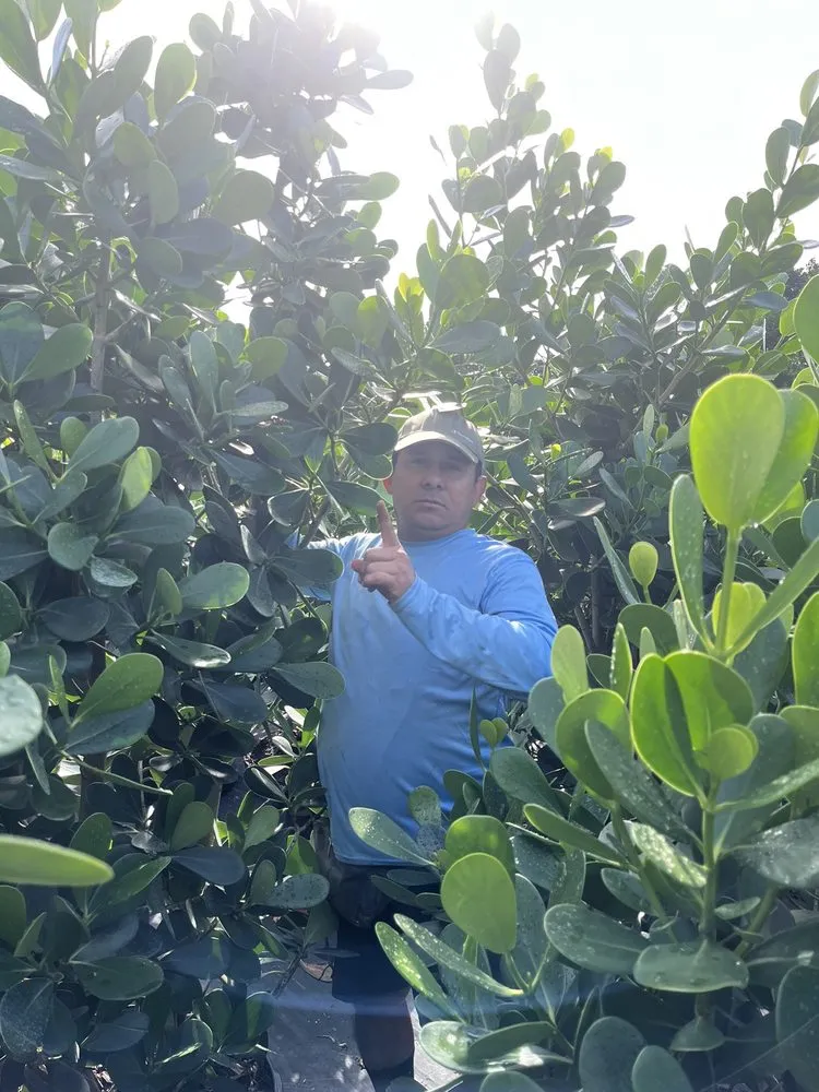 Trusted residential landscaping in Homestead, FL - Jose G Mendoza Moreno