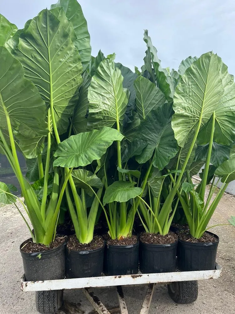 Reliable yard maintenance in Homestead, FL by Jose G Mendoza Moreno