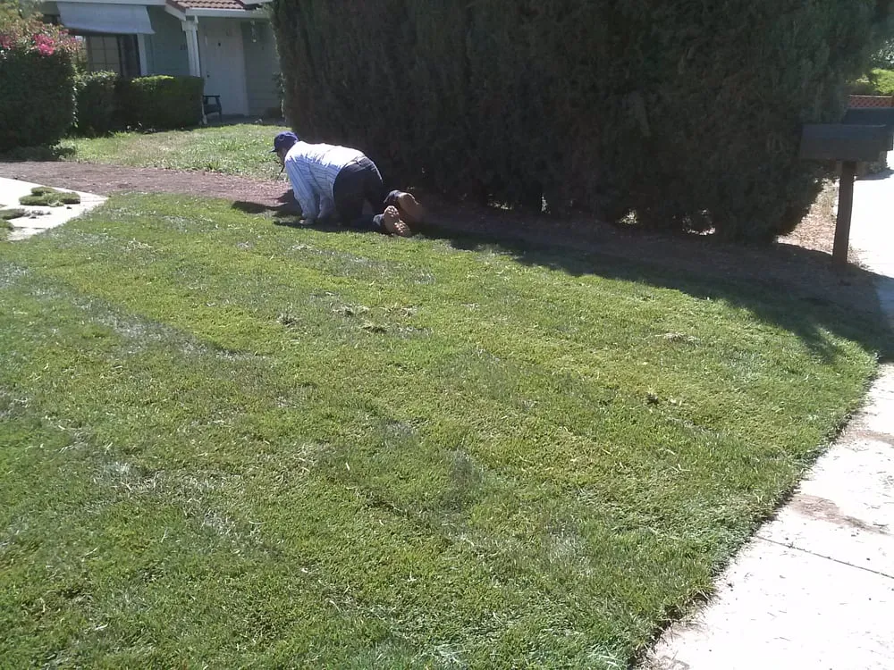 Local yard cleanup service in San Jose, CA by Jose Gardening & Landscaping