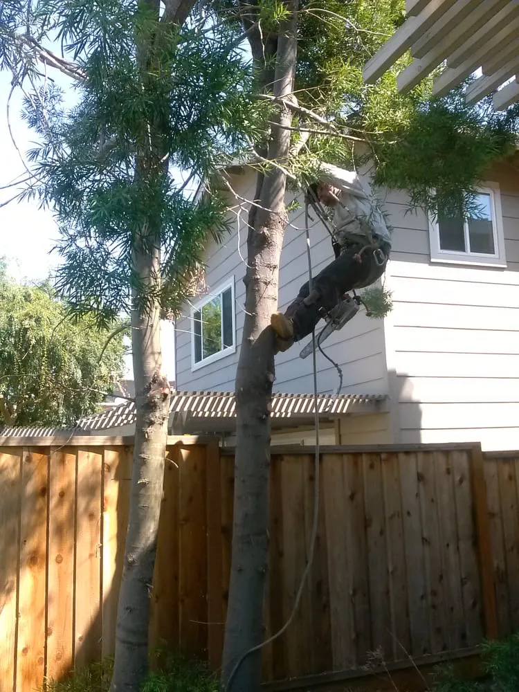 Expert lawn mowing service with custom design across San Jose, CA - Jose Gardening & Landscaping