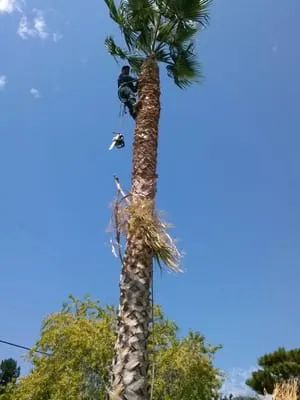 Jose Gardening & Landscaping Logo