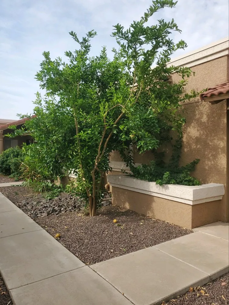 Expert residential landscaping for homes across Phoenix, AZ - Jose L Landscaping