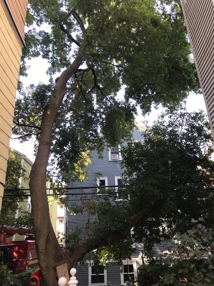 Reliable landscape installation in Lynn, MA by Jose Landscaping & Tree Removal