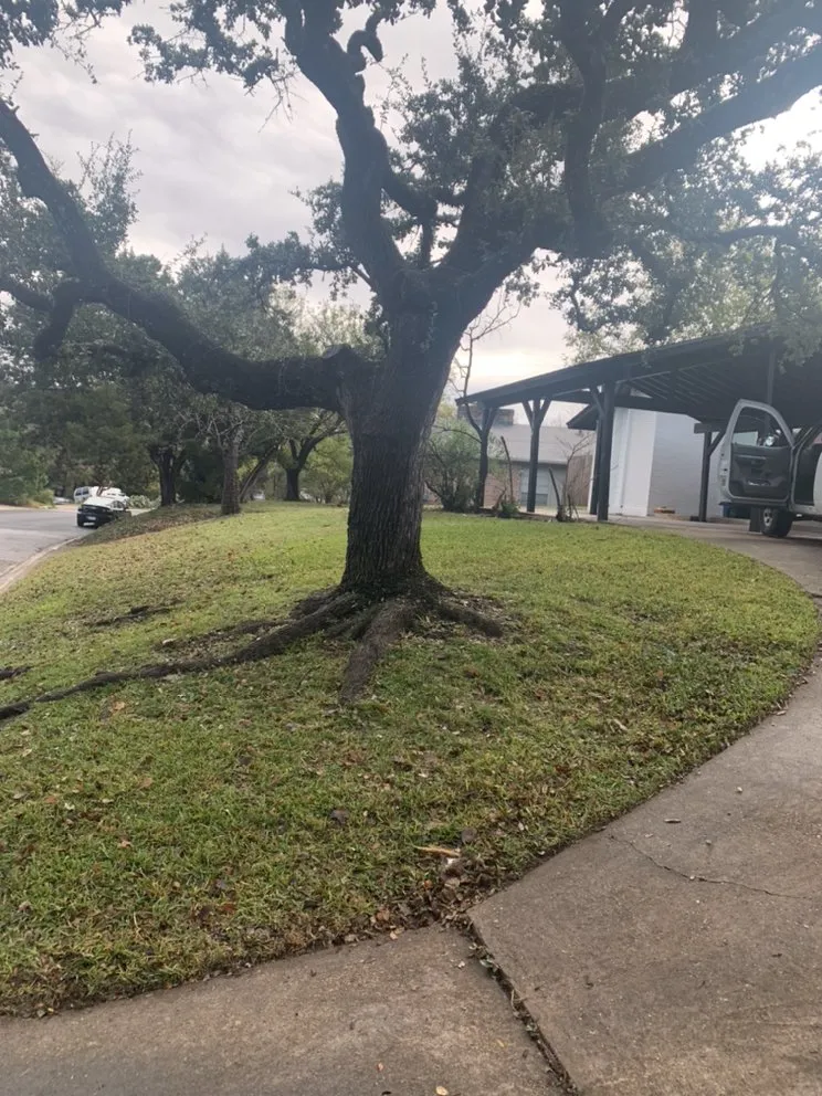 Reliable lawn care service experts serving Elgin, TX - Jose Landscaping