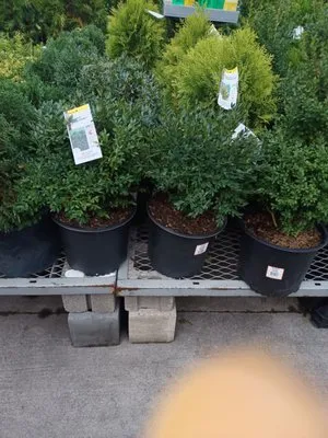 Jose Landscaping Great Neck