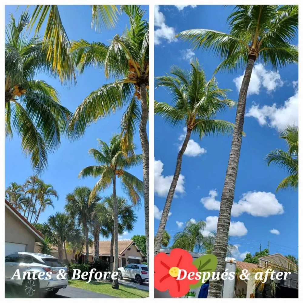 Affordable landscape installation for year-round maintenance across Palm Springs, FL - Jose Landscaping