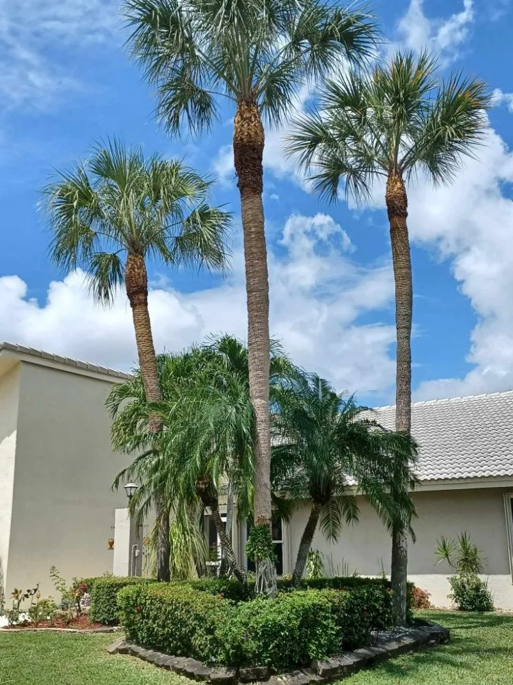 Top-rated lawn care service in Palm Springs, FL - Jose Landscaping