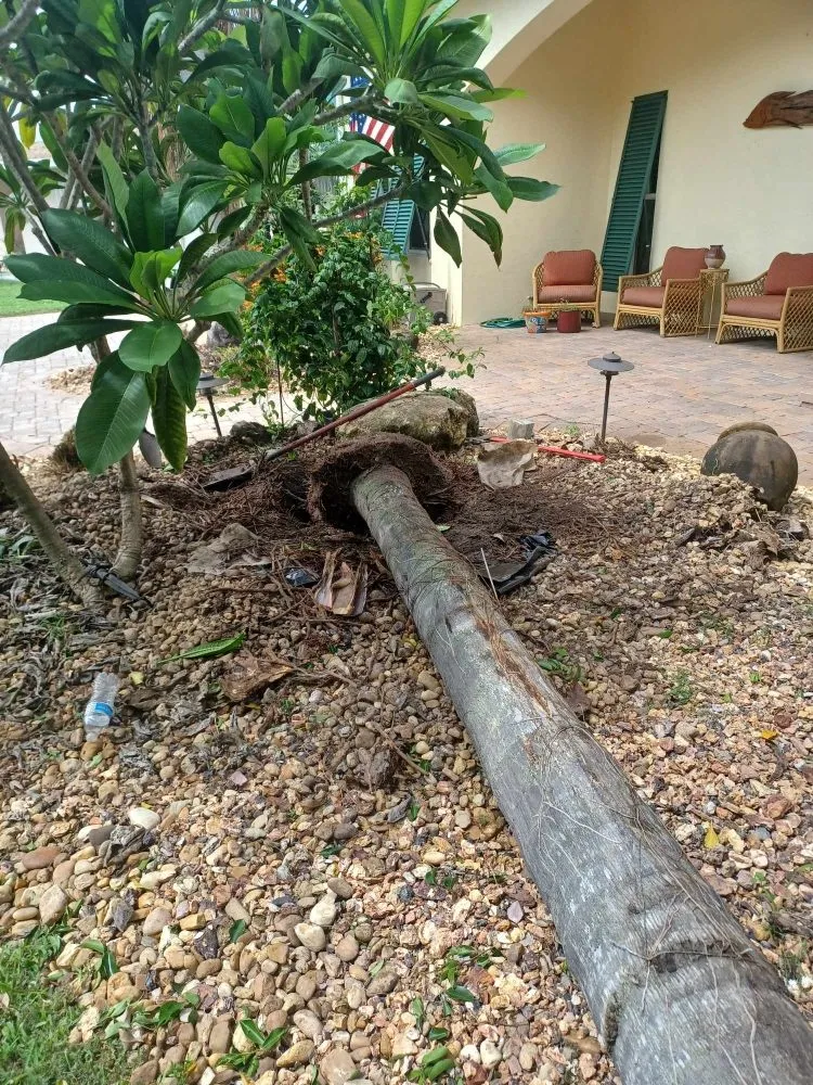 Expert lawn mowing service in Palm Springs, FL - Jose Landscaping