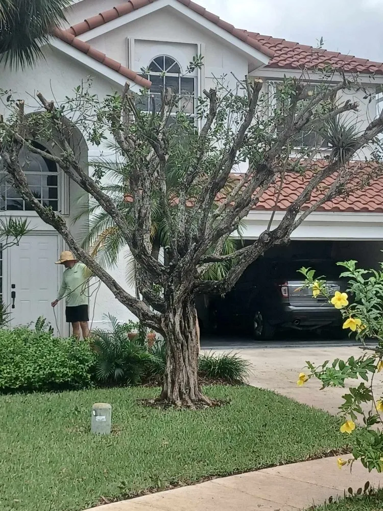 Reliable lawn mowing service with custom design in Palm Springs, FL by Jose Landscaping