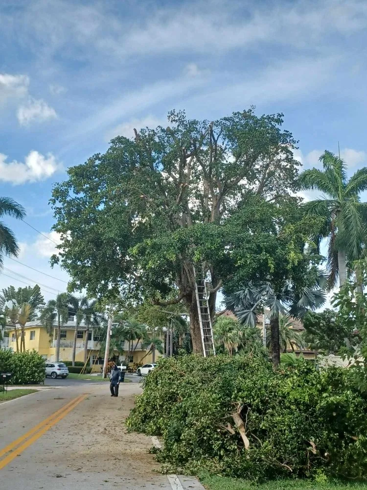 Professional outdoor landscaping in Palm Springs, FL by Jose Landscaping