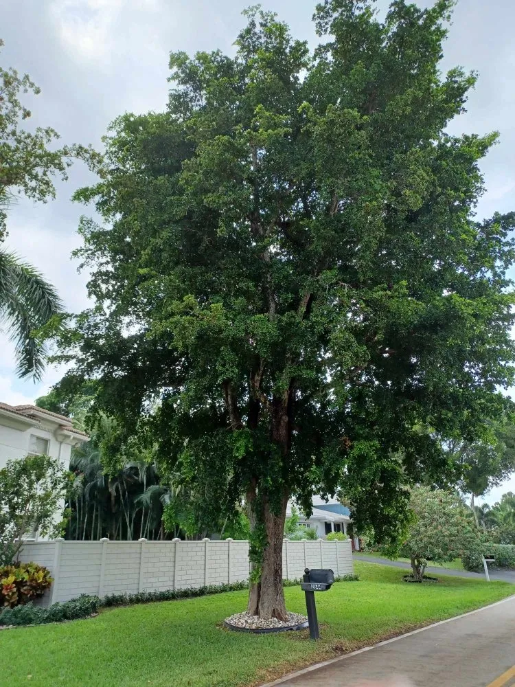Custom garden landscaping for homes in Palm Springs, FL by Jose Landscaping