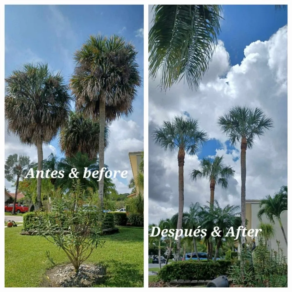 Reliable lawn mowing service experts serving Palm Springs, FL - Jose Landscaping