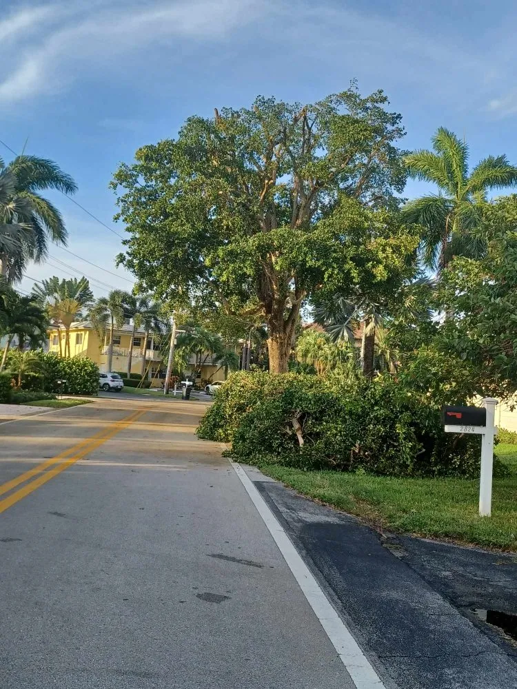 Trusted landscape design for residential properties in Palm Springs, FL by Jose Landscaping