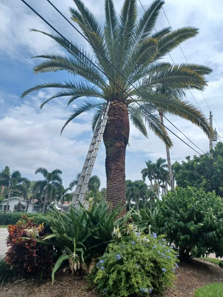 Local outdoor landscaping in Palm Springs, FL - Jose Landscaping