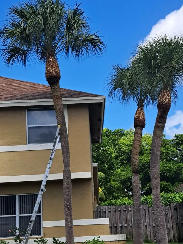 Professional outdoor landscaping in Palm Springs, FL by Jose Landscaping