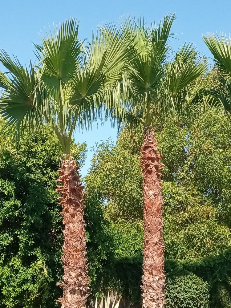 Expert residential landscaping in Avondale, AZ - Jose Landscaping Services