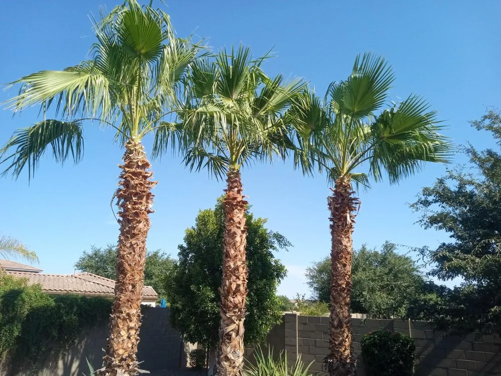 Trusted landscaping services experts serving Avondale, AZ - Jose Landscaping Services