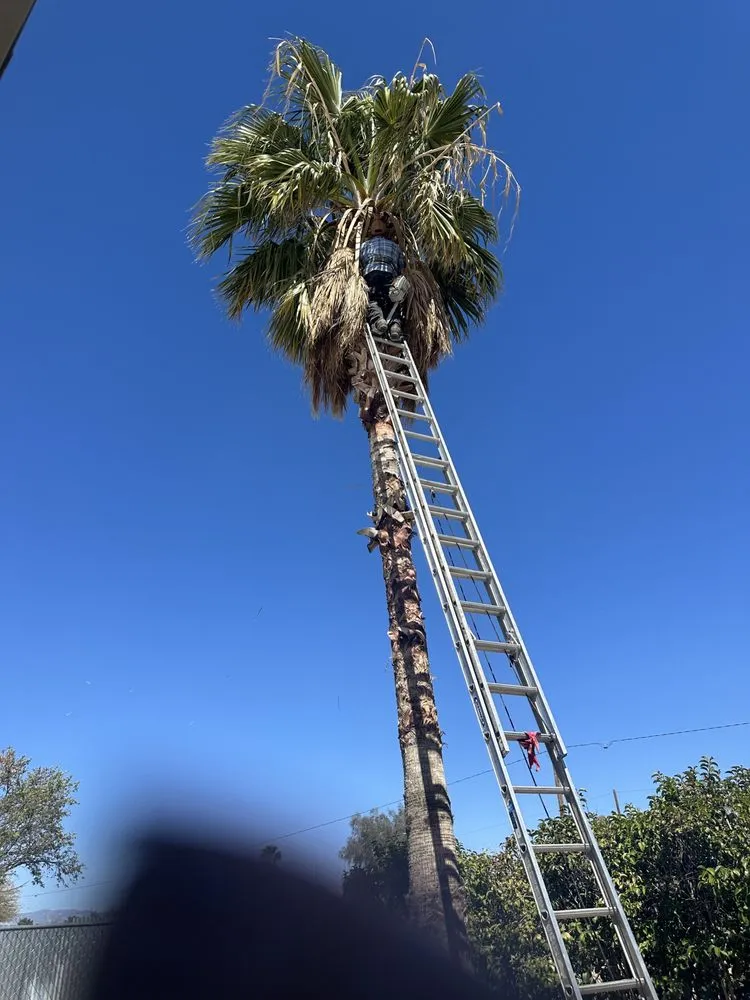 Custom outdoor landscaping for residential properties in Tucson, AZ by Jose Landscaping