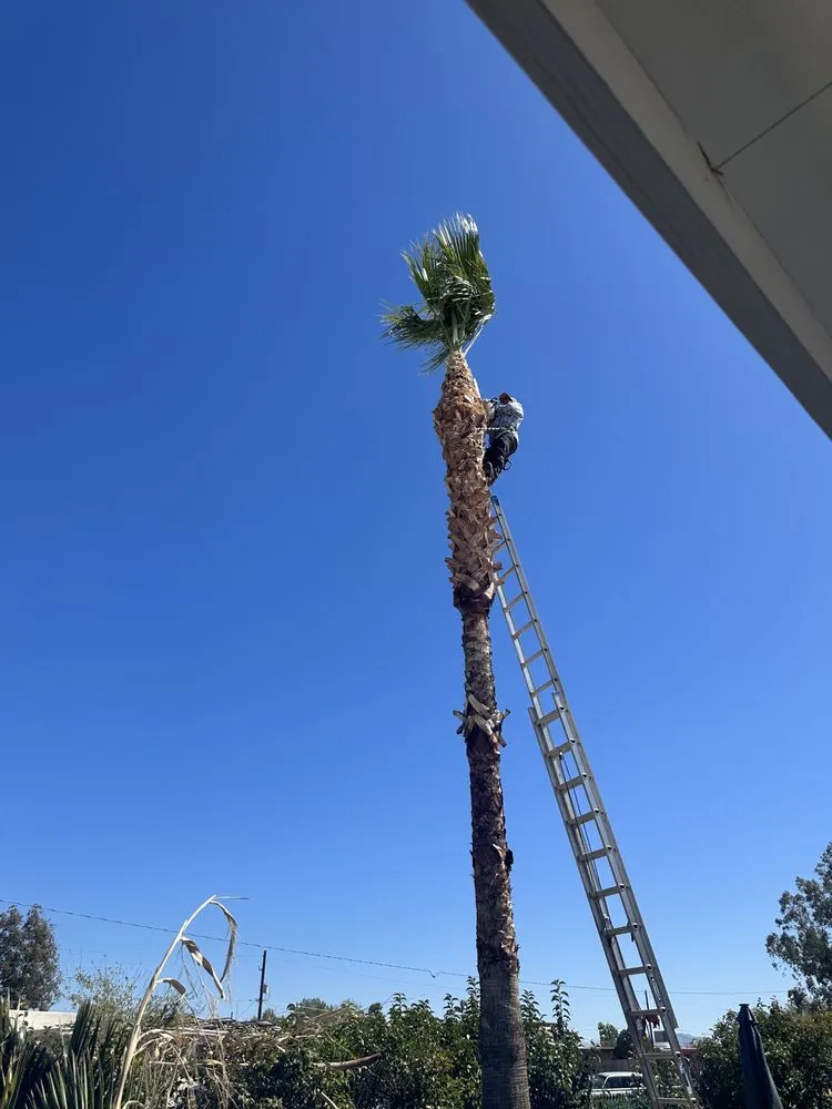 Expert lawn care service for residential properties across Tucson, AZ - Jose Landscaping