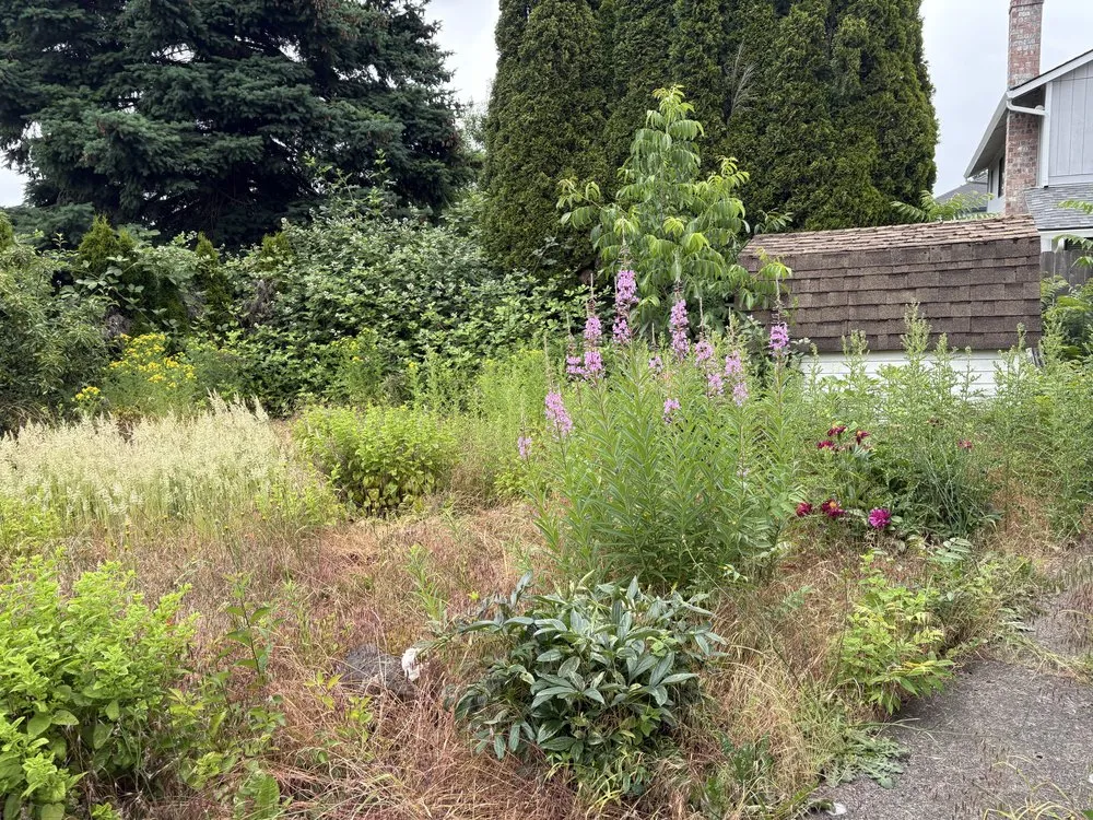 Reliable lawn care service in Vancouver, WA by Jose Landscaping