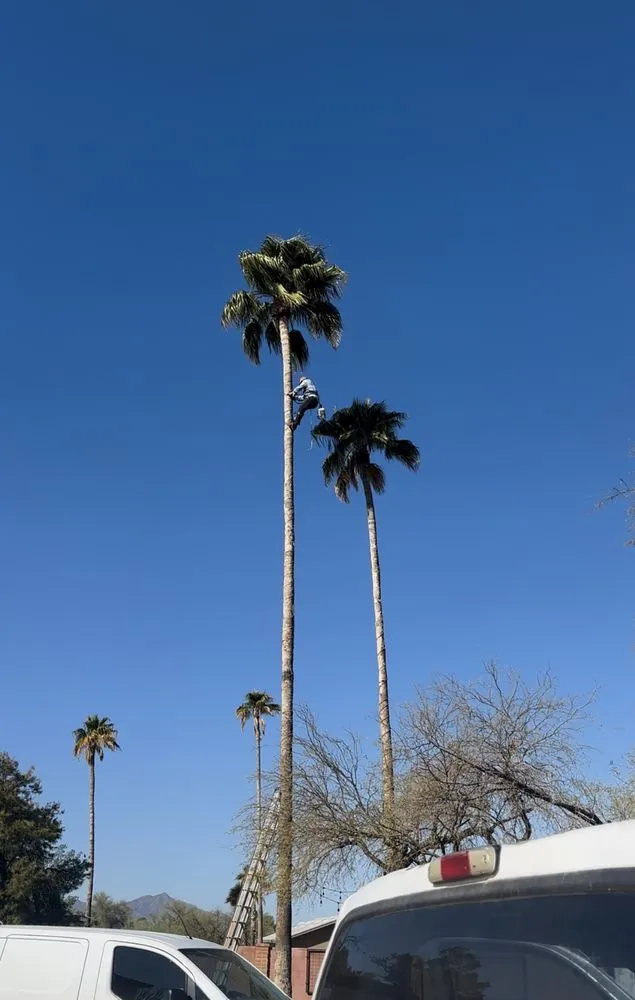 Custom landscape installation near you in Victorville, CA by Jose Landscaping