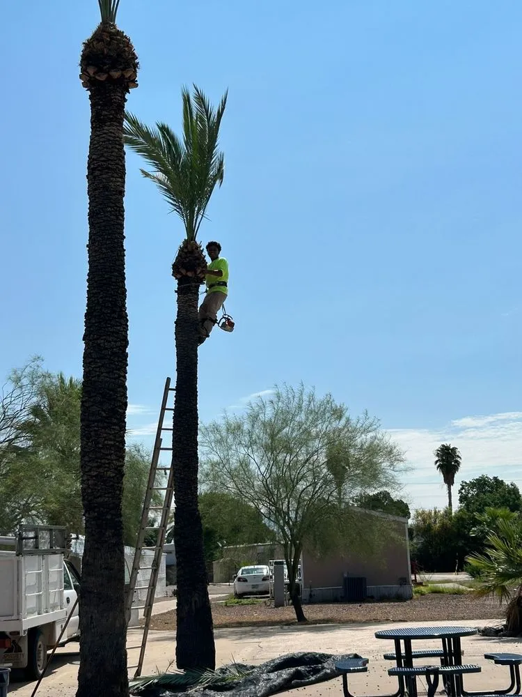 Trusted yard cleanup service in Victorville, CA - Jose Landscaping