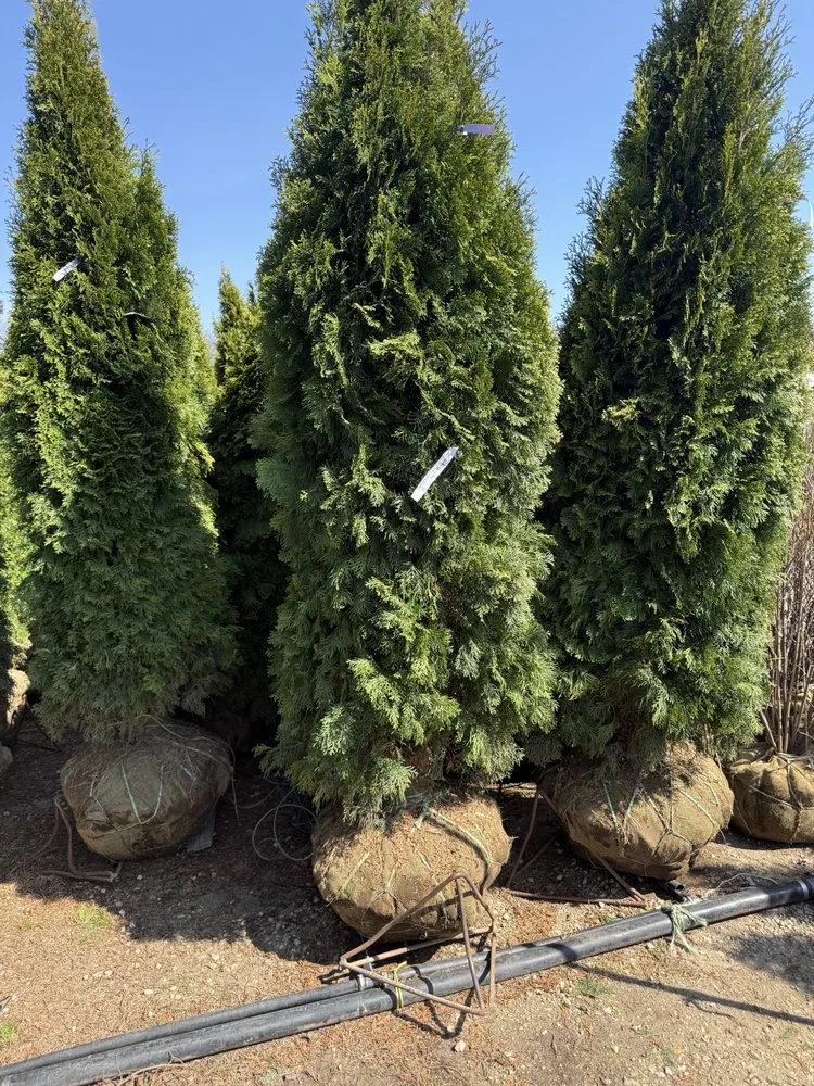 Local lawn care service experts serving Wilmette, IL - Jose landscaping