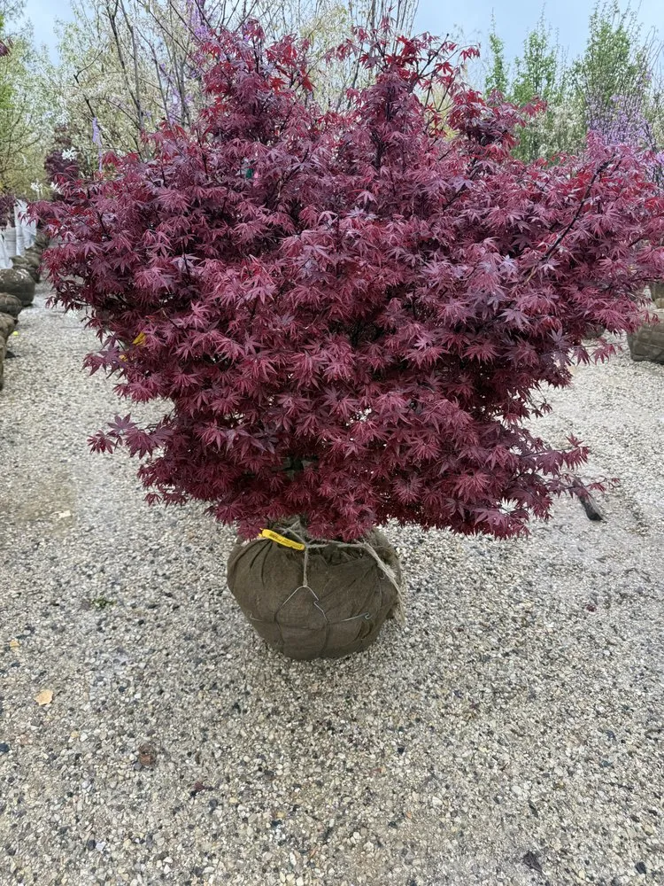 Expert lawn mowing service for homes in Wilmette, IL by Jose landscaping