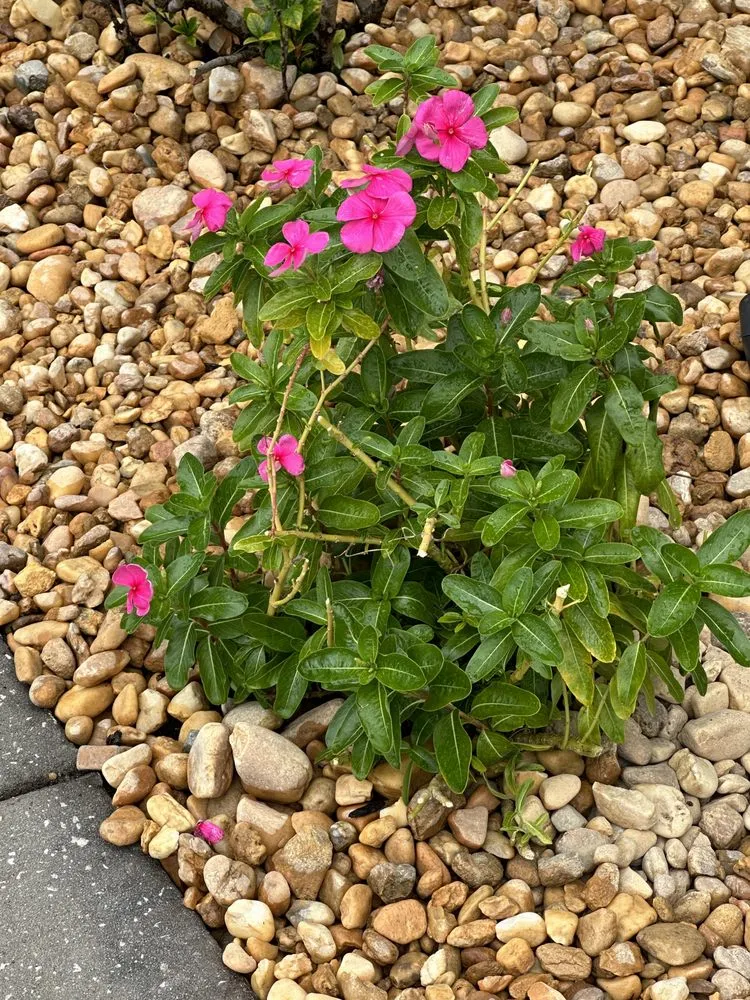 Local landscape installation for beautiful yards across Dover, FL - Jose Lawn Service