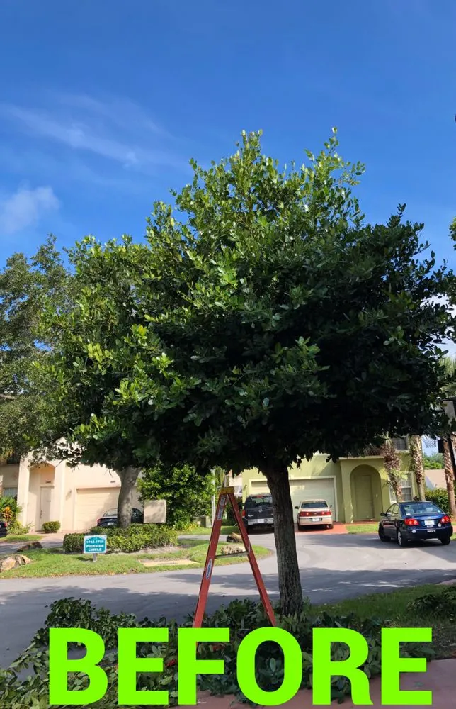 Trusted lawn care service in Lake Worth, FL - Jose Lawn Service