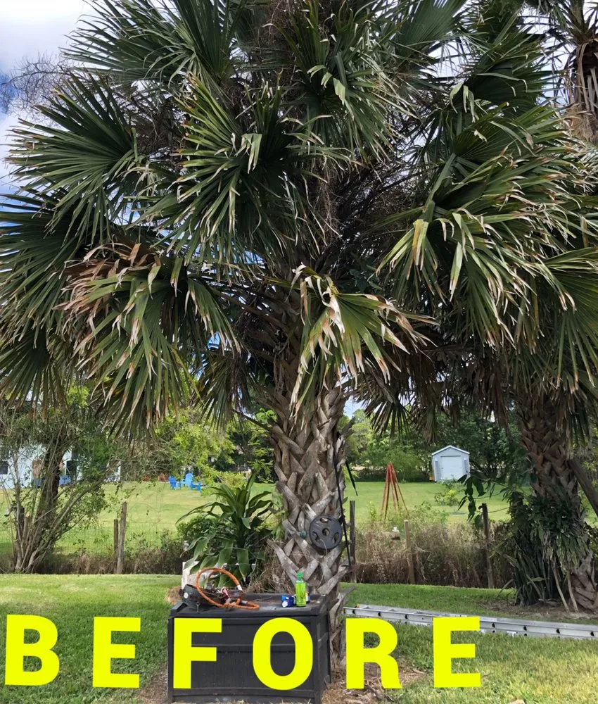 Trusted landscaping services for year-round maintenance in Lake Worth, FL by Jose Lawn Service