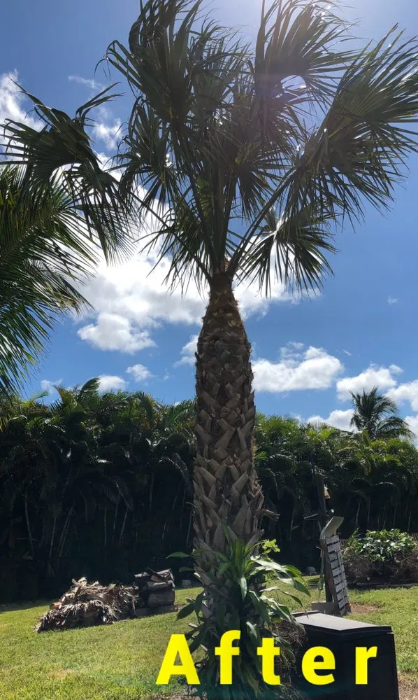 Reliable landscape design with custom design in Lake Worth, FL by Jose Lawn Service