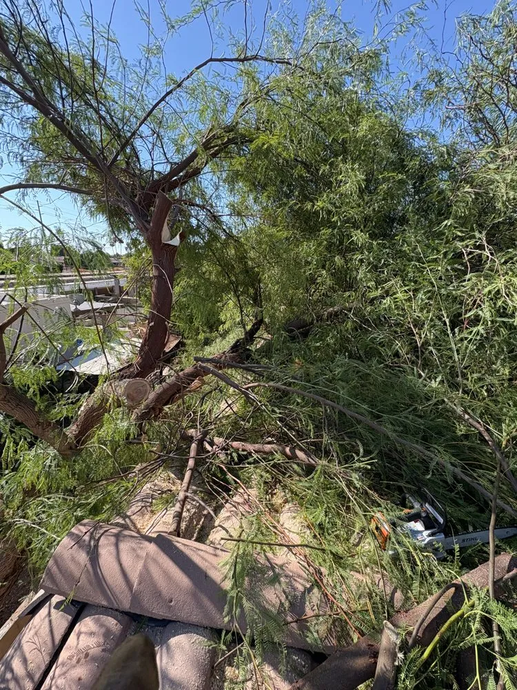 Affordable lawn mowing service experts serving Yuma, AZ - Jose Ledezma Landscaping