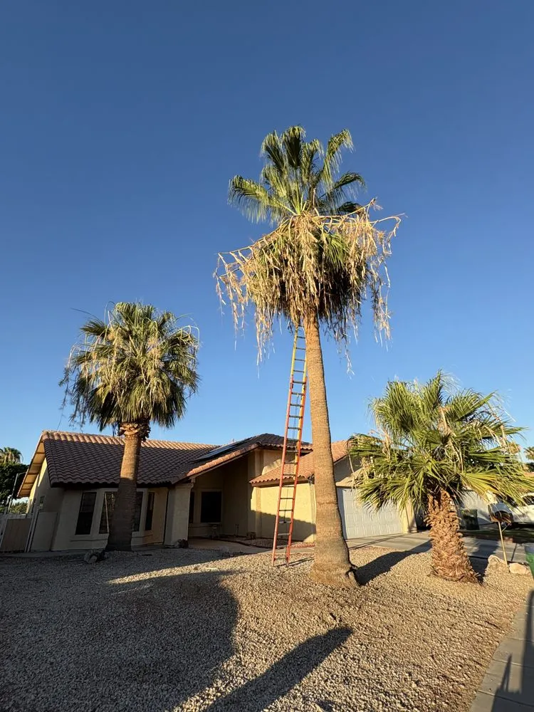 Reliable yard maintenance for residential properties in Yuma, AZ by Jose Ledezma Landscaping