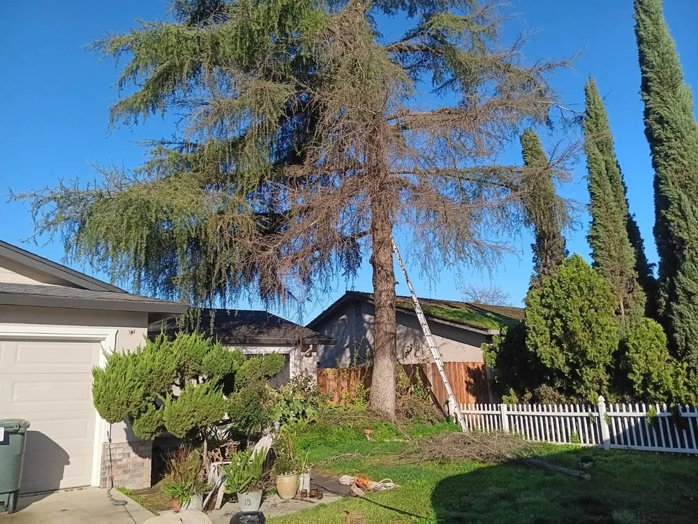 Top-rated landscaping services experts serving Tracy, CA - Jose Lopez Service