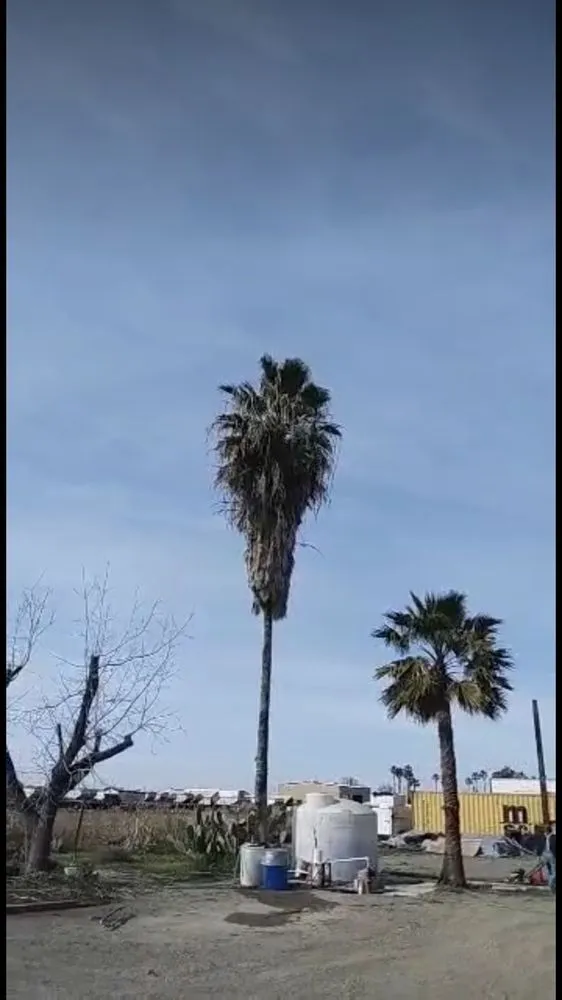 Local residential landscaping in Tracy, CA by Jose Lopez Service