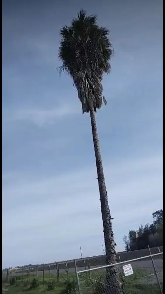 Custom yard cleanup service near you across Tracy, CA - Jose Lopez Service