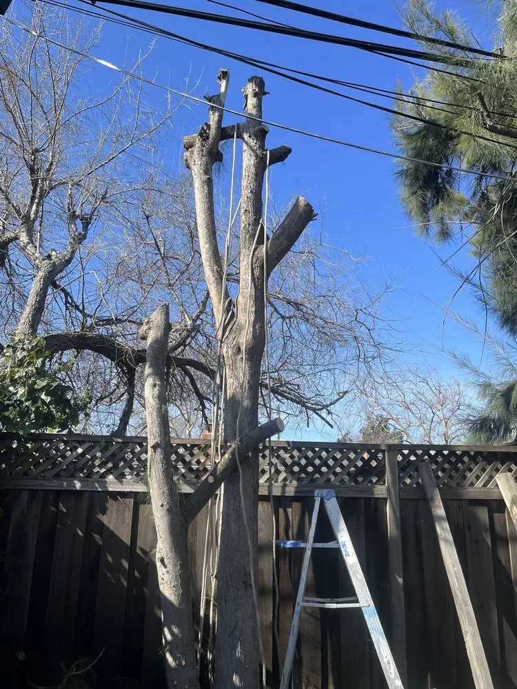 Expert lawn care service experts serving Tracy, CA - Jose Lopez Service