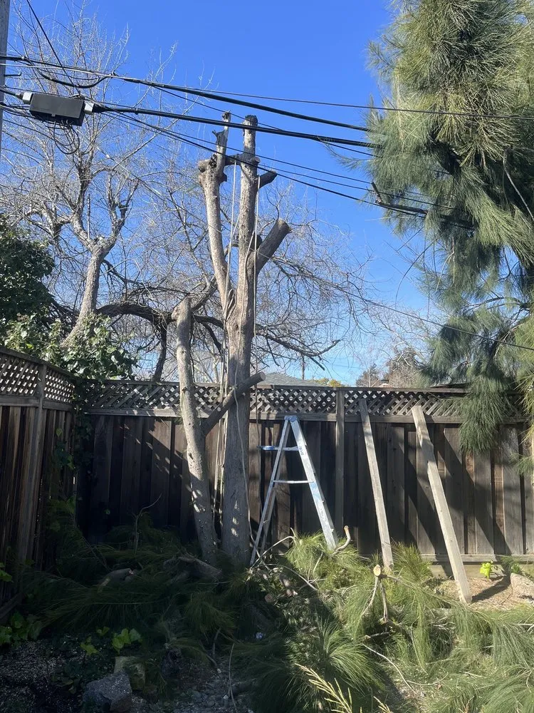 Top-rated lawn care service with custom design across Tracy, CA - Jose Lopez Service