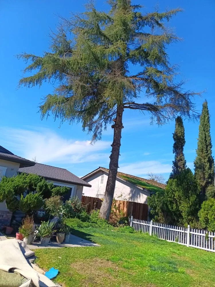 Trusted residential landscaping experts serving Tracy, CA - Jose Lopez Service