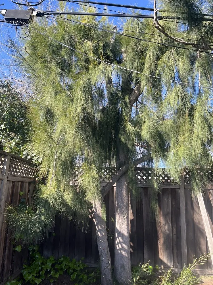 Affordable yard maintenance for beautiful yards in Tracy, CA by Jose Lopez Service