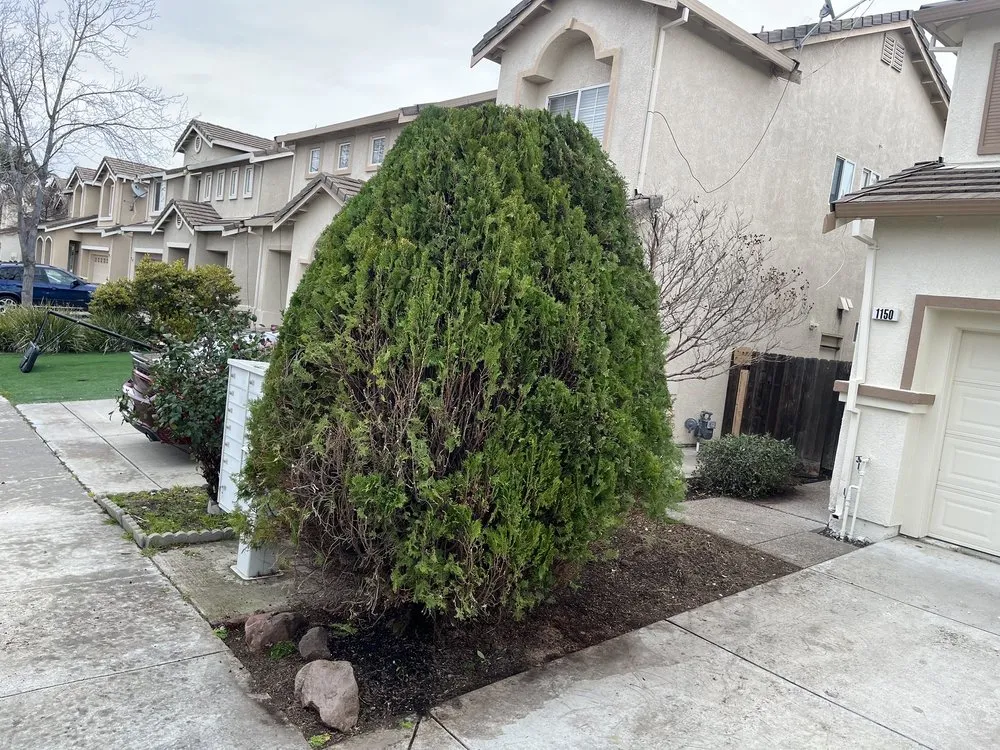 Reliable yard maintenance experts serving Tracy, CA - Jose Lopez Service