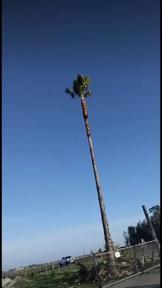 Expert landscaping services in Tracy, CA by Jose Lopez Service