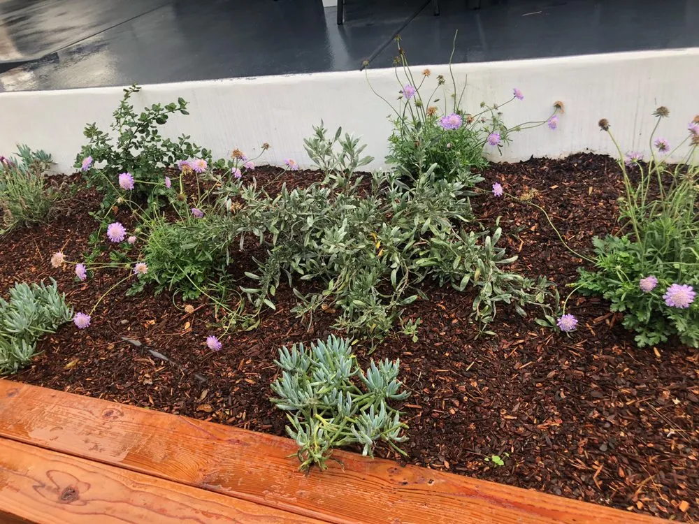 Professional lawn care service near you in Redwood City, CA by Jose Luis Landscape