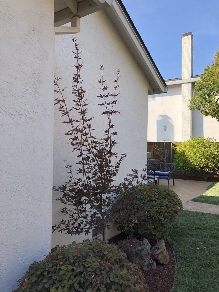 Expert yard maintenance for outdoor upgrades in Redwood City, CA by Jose Luis Landscape