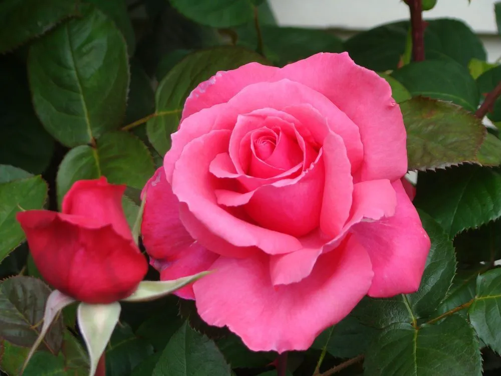 Top-rated yard cleanup service experts serving Napa, CA - Jose Luis Landscaping